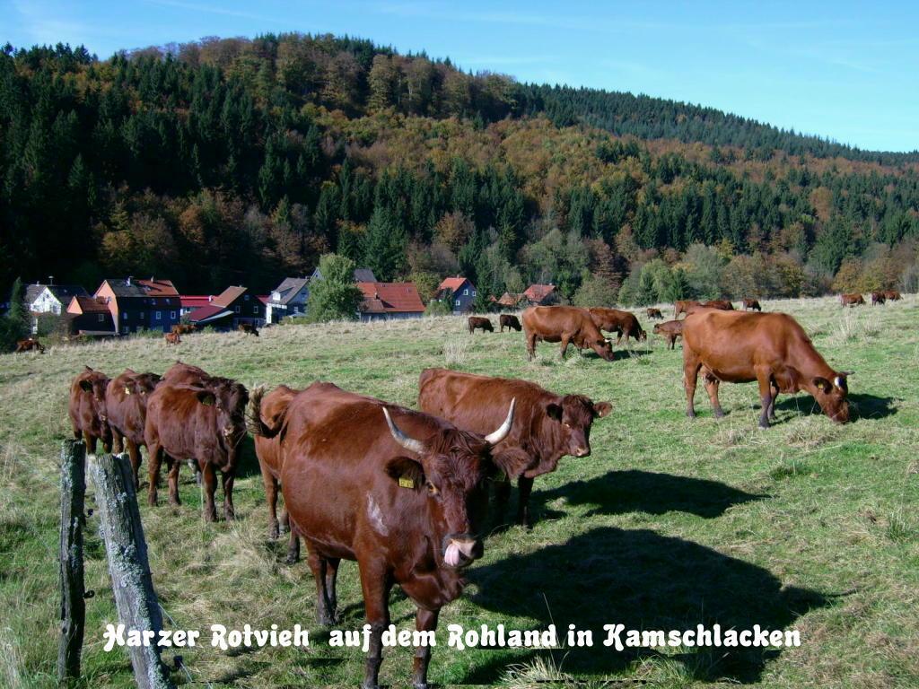 Gaestehaus Buendge Kamschlacken Eksteriør billede